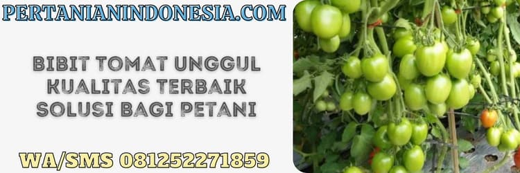 bibit tomat,tomat unggul,petani,budidaya,tanaman tomat